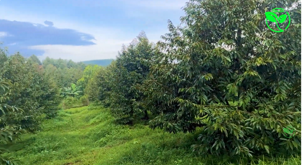 vuon sau rieng su dung he thong tuoi sau 4 năm